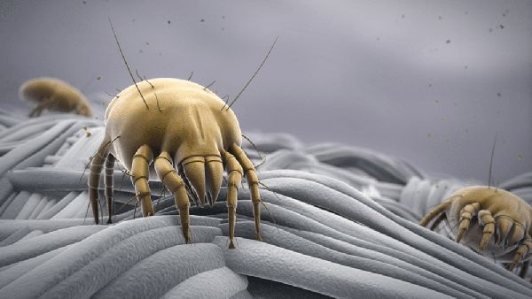 bao lâu thay chăn ga gối